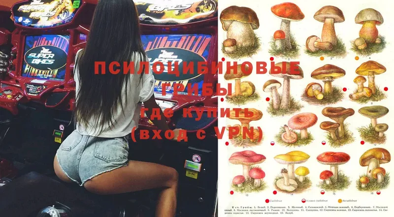 Псилоцибиновые грибы Psilocybe  Кадников 